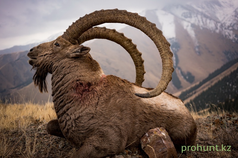 ibex-hunting