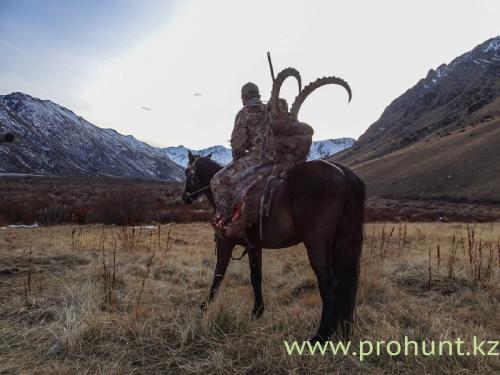 Ibex Hunting16