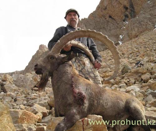 Ibex Hunting19